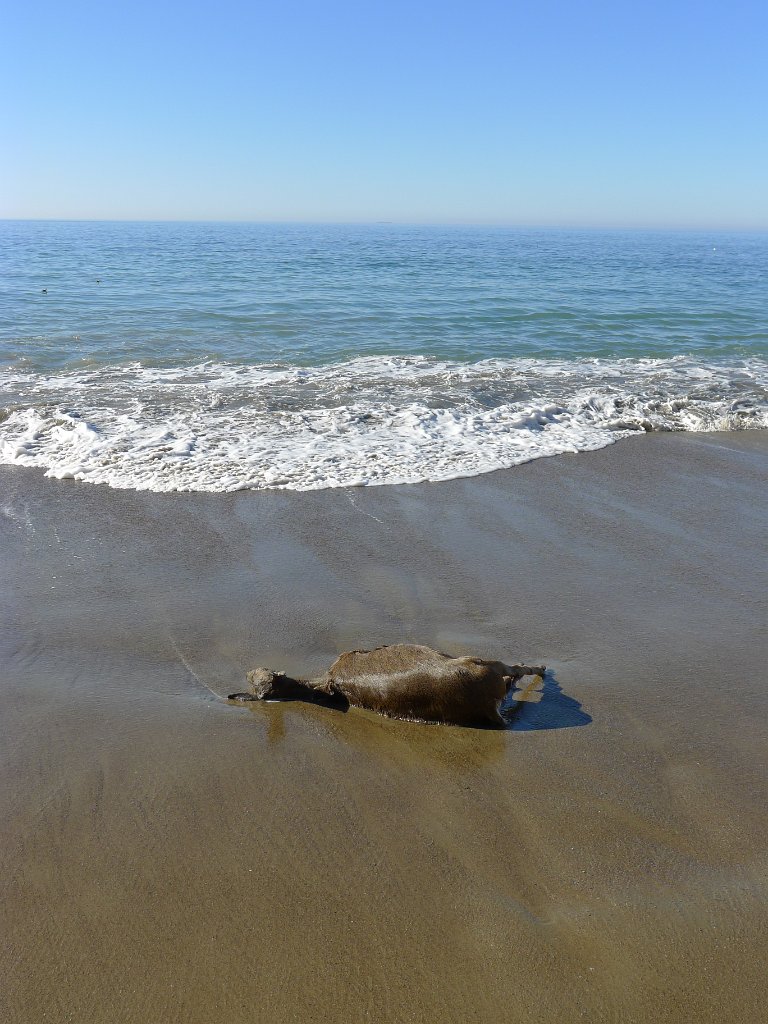 2014-01-17 PointReyesCamping 124